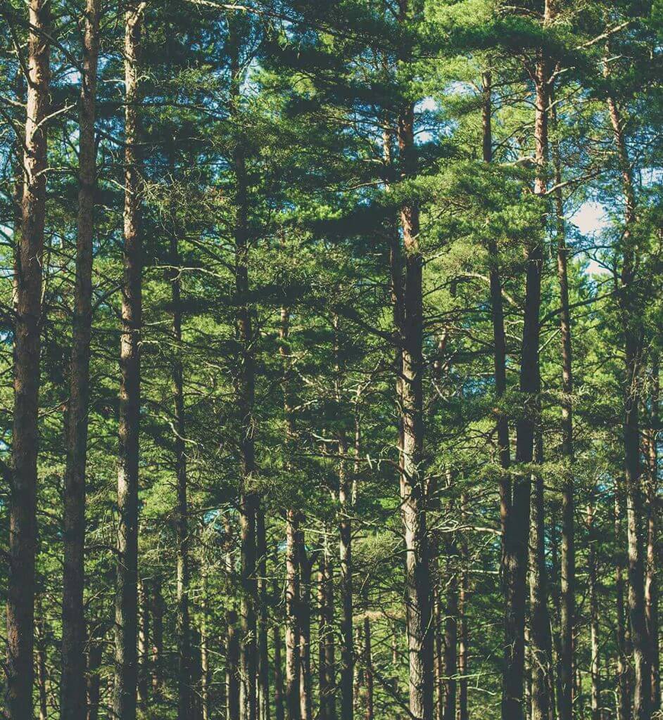Tall trees in the woods area near Everett, Washington.